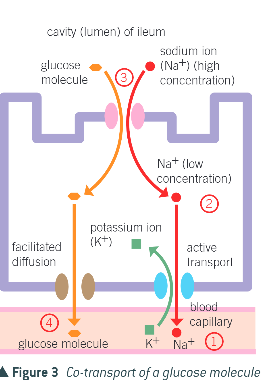 <p>through co-transport</p><ol><li><p>sodium ions actively transported out of epithelial cells by Na<sup>+</sup>-K<sup>+</sup> pump into blood using a protein carrier on the cell-surface membrane of an epithelial cell</p></li><li><p>this maintains a higher conc of Na<sup>+</sup> in the lumen of the intestine than in the epithelial cells</p></li><li><p>Na<sup>+</sup> diffuse into the epithelial cell down the conc gradient using a different protein carrier. As the Na<sup>+ </sup>ions diffuse, they carry either amnio acid molecules or glucose molecules w them</p></li><li><p>the glucose/amino acids pass into the blood plasma by facilitated diffusion using another type of protein carrier</p></li></ol><ul><li><p>both sodium ions and glucose move into blood but Na<sup>+ </sup>ions move down their conc gradient and the amino acids/glucose moves against their conc gradient. This movement against the conc gradient is powered by the Na<sup>+</sup> conc gradient, rather than ATP directly unlike in step 1, so is indirect form of active transport</p></li></ul><p></p>