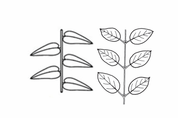<p>An arrangement where leaves are in two vertical rows on opposite sides of the stem; can be alternate or opposite.</p>