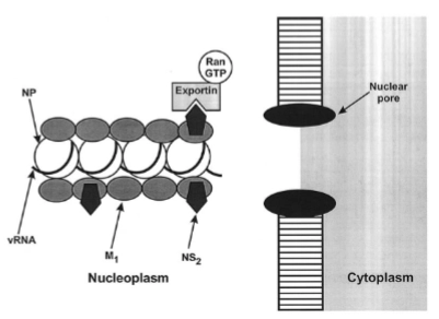 <p>→ De vers gemaakte RNA-minstrengen liggen nog in de celkern en moeten naar het celmembraan.</p><ul><li><p><span><strong>Het nucleocapside-complex:</strong></span> De RNA-strengen (<span><strong>vRNA</strong></span>) wikkelen zich in de kern om eiwitten (<span><strong>NP</strong></span> - nucleoproteïne).</p></li><li><p><span><strong>De nucleaire export-machine:</strong></span> Om de kernporie (<span><strong>Nuclear pore</strong></span>) te passeren, bindt het matrixeiwit <span><strong>M1</strong></span> aan het vRNA. M1 rekruteert vervolgens <span><strong>NS2</strong></span> (ook wel <span><strong>NEP</strong></span> - <span><em>Nuclear Export Protein</em></span> genoemd).</p></li><li><p><span><strong>De poortwachter:</strong></span> NEP functioneert als de pasvorm die herkend wordt door het menselijke export-eiwit <span><strong>Exportin</strong></span> en de energieleverancier <span><strong>RanGTP</strong></span>. Samen trekken ze het hele virale RNA-pakket de kern uit richting het cytoplasma.</p></li></ul><p></p>