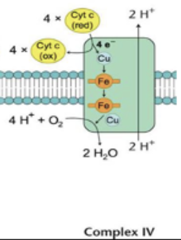 <p>Cytochrome c oxidase</p><ul><li><p>electrons are transferred from cytochrome c to Fe atoms in cytochrome a then to cytochrome a<sub>3</sub></p></li><li><p>Cu<sup>2+</sup> transfers electrons as H<sup>-</sup> to O<sub>2</sub>, forming H<sub>2</sub>O as it reduces</p></li><li><p>2 protons pumped (per pair)</p></li></ul><p></p>