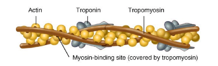 <p>twisted strands of actin, troponin + tropomyosin </p><ul><li><p>actin contains myosin-binding sites </p><ul><li><p>at rest = blocked by tropomyosin</p></li></ul></li><li><p>troponin holds tropomyosin in place → contains Ca<sup>2+</sup> binding sites </p></li></ul><p></p>