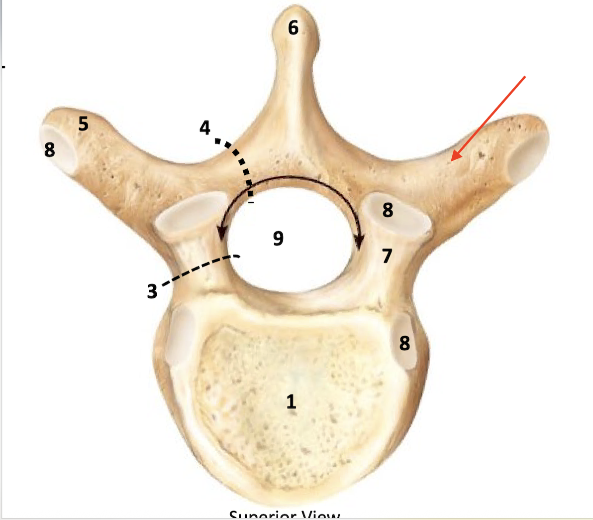 <p>site for muscle attachment, facet to articulate with tubercle of the rib in the throacic region</p>