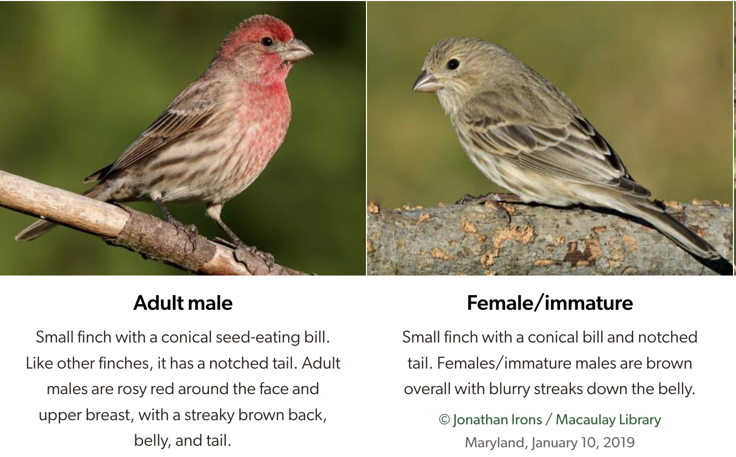 <p>House Finch (HOFI) call/song</p>