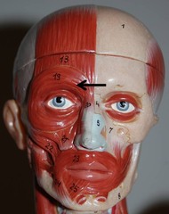 <p>Muscle?</p><p>Function?</p>
