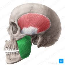 <p>Closes jaw</p>
