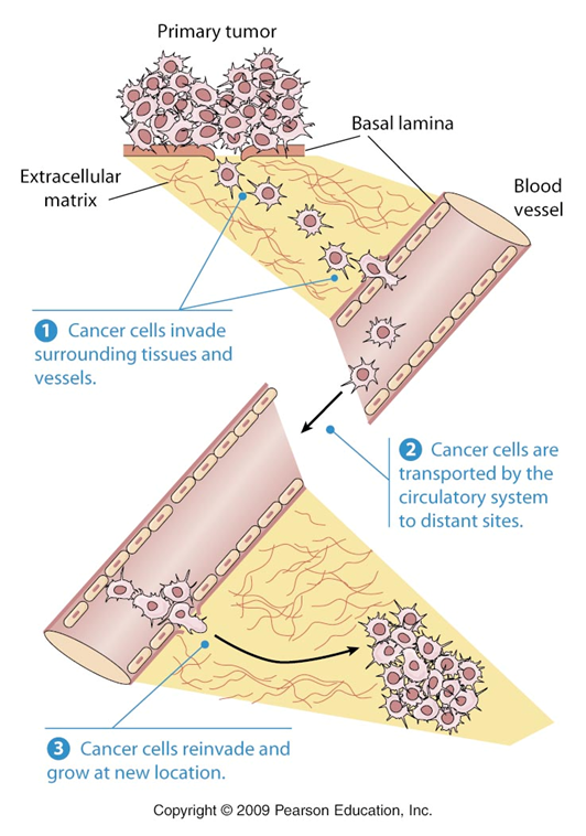 <p>microfilament based amoeboid movement</p><p>must be activated</p>