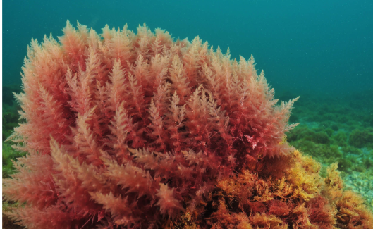<p>First multicellular organisms on earth 1.5 to 1.2 billion years ago</p><p>Most abundant large algae in warm coastal waters</p><p>Have green and red photopigments</p><p>Common in food</p><p>ex. Sushi, dairy products</p>