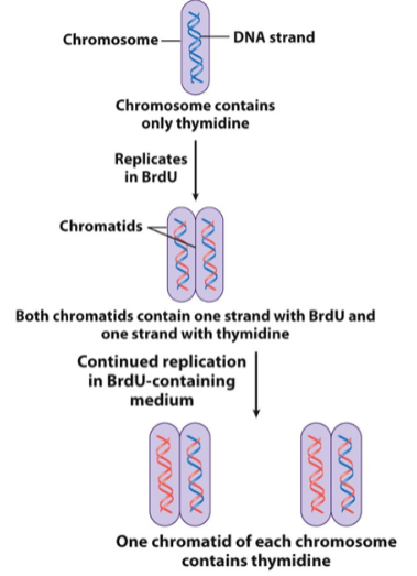 <ul><li><p>cultured mammalian cells were allowed to undergo replication in bromodeoxyuridine (BrdU) a compound that is incorporated into DNA in place of thymidine</p></li><li><p>after 1 round of replication in BrdU → both chromatids of each chromosome conatined BrdU</p></li><li><p>after 2 rounds of replication in BrdU → one chromatid of each chromosome was composed of 2 BrdU-containing strands, &amp; the other chromatif was a hybrid consisting of a BrdU-containing strand and a thymidine-containing strand</p></li></ul><p></p>