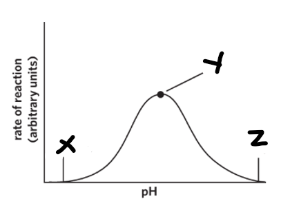 <p>At X and Z the enzyme is…</p>