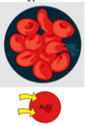 <p>solution has lower concentration of solute then cell</p>