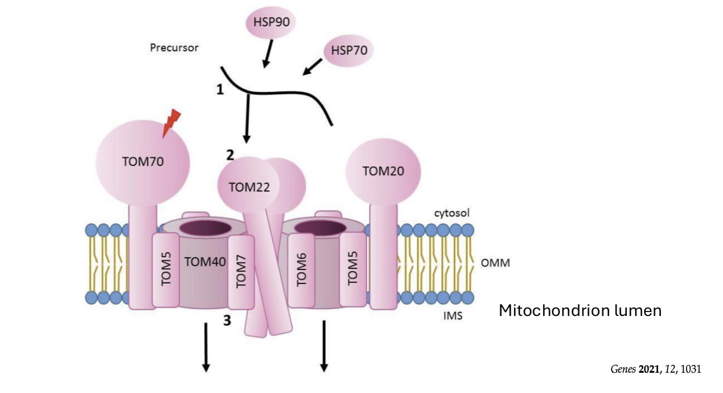 <p>transport across membrane via protein translocators</p>