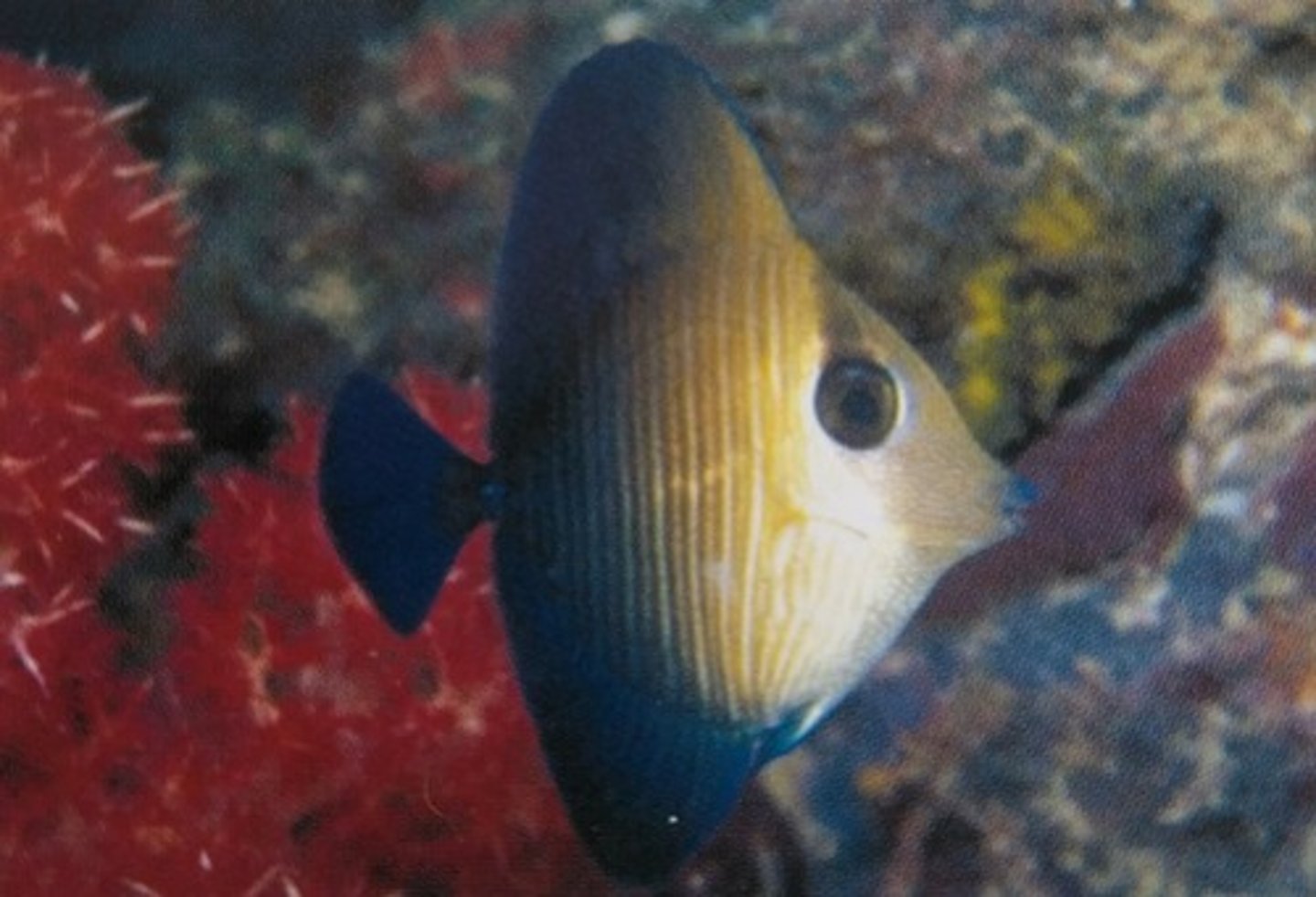 <p>Zebrasoma scopas</p>