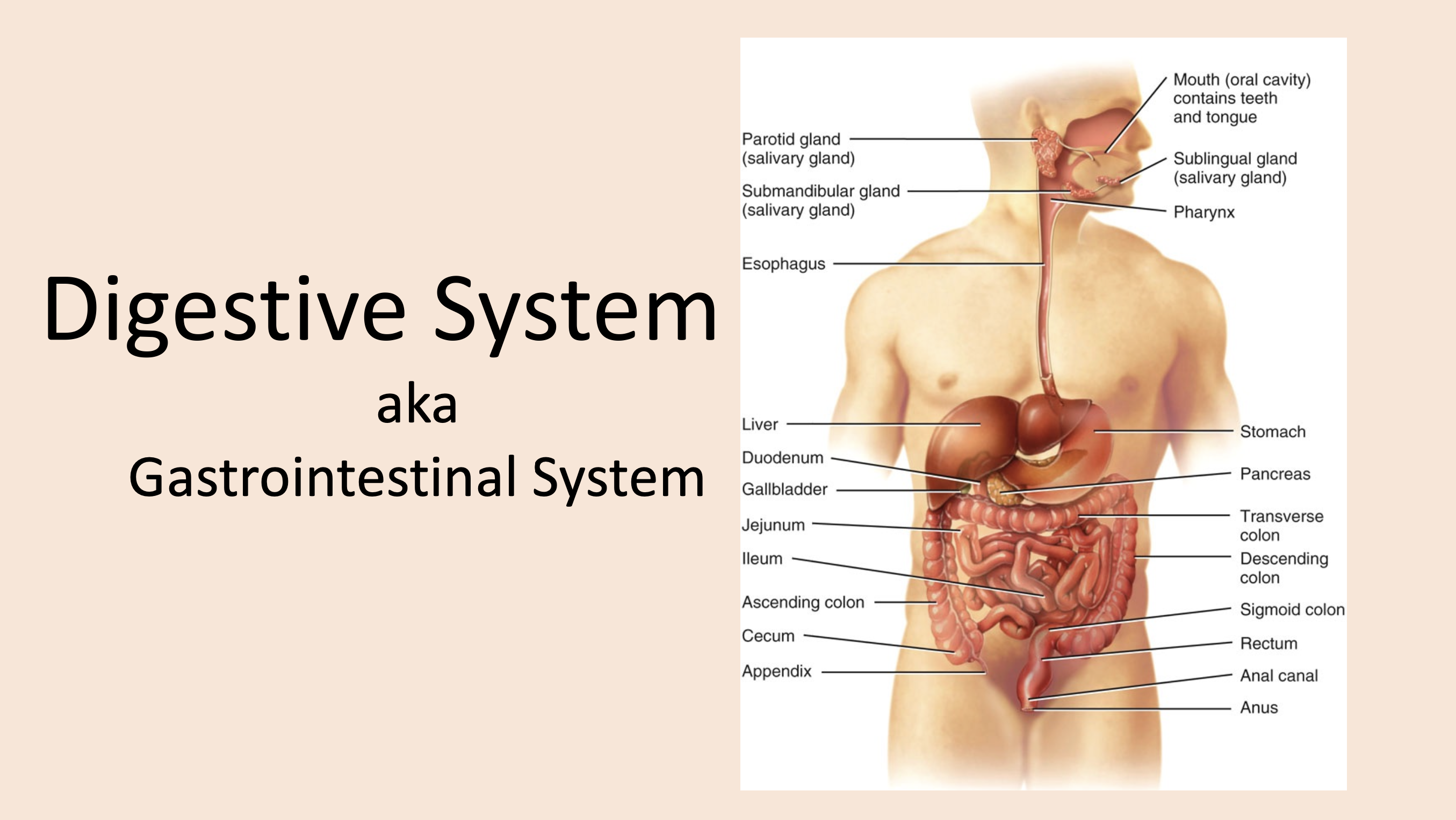 <p><span>digestive system</span></p>