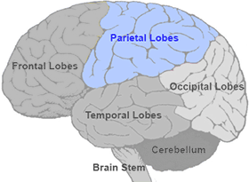<p><strong>Spatial awareness, body orientation, object recognition</strong> → contains associate cortex and common integrative area.</p><p><strong>Processes general sensory info</strong> → contains primary somatosensory cortex</p>