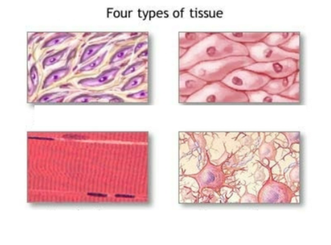 <p>what are the 4 primary tissue types?</p>