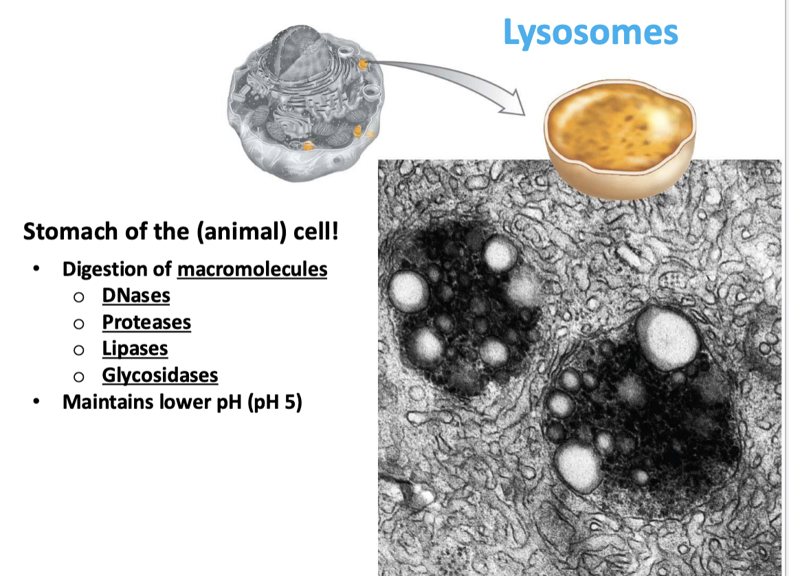 <p>Enzymes that break down macromolecules </p><ul><li><p>DNases (DNA)</p></li><li><p>Proteases (Protein)</p></li><li><p>Lipases (Lipids)</p></li><li><p>Glycosidases (sugars)</p></li></ul><p></p>