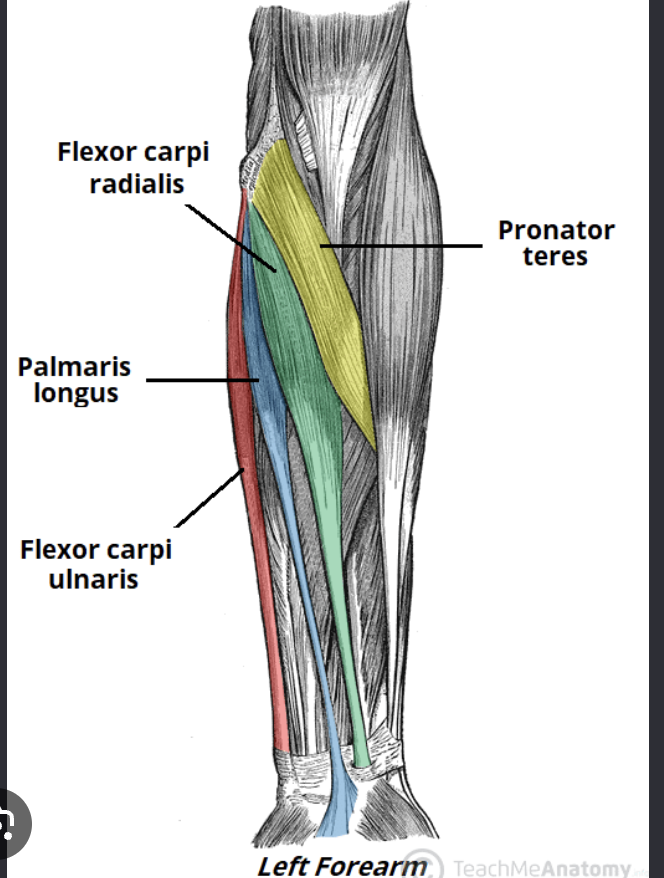 <p>Actions- wrist flexion, wrist abduction</p><p>Functional Groups-</p><ul><li><p>Synergists- palmaris longus, flexor carpi ulnaris</p></li><li><p>Antagonists- extensor carpi radialis, extensor carpi ulnaris</p></li></ul><p></p>