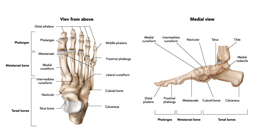 <p>Talus</p><p>Calcaneus</p><p>Naviculare</p><p>Cuboideum</p><p>Cuneiforme I, II, III</p><p>Metatarsal I-V</p><p>Proximala phalangerna I-V</p><p>Mellan phalanger II-V</p><p>Distala phalanger II-V</p>