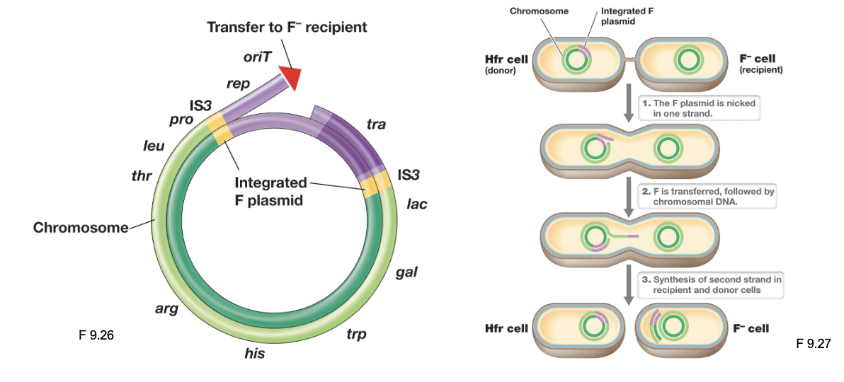 <ul><li><p>Once a mating pair forms, DNA transfer occurs through rolling circle replication, moving chromosomal DNA into the recipient cell</p></li><li><p>It is unlikely the entire donor chromosome transfers during recombination; as a result, the donor cell remains an Hfr cell, and the recipient remains an F<sup>-</sup></p></li><li><p>The linear stretch of DNA transferred may be degraded, or the donor DNA can recombine with the recipient chromosome “at high frequencies”</p></li></ul><p></p>