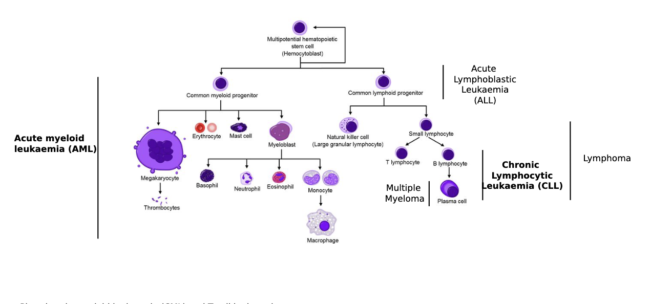 <ul><li><p>plus chronic myeloid leukaemia (CML) and T cell leukaemia </p></li></ul><p></p>