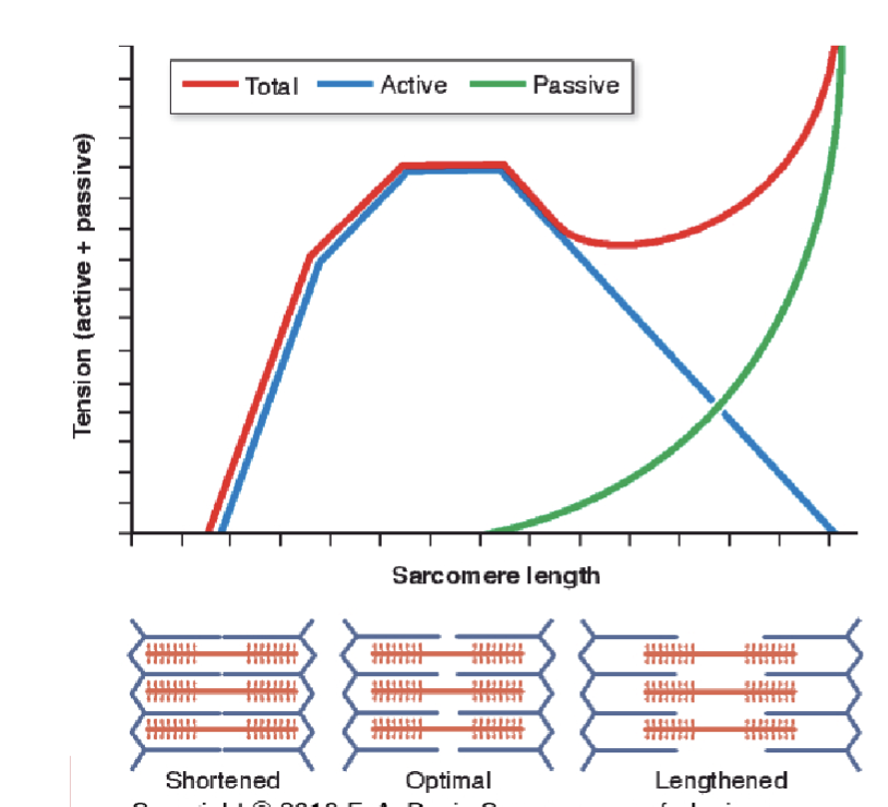 <p>Active tension is <strong>greatest </strong>@ <strong>mid-position </strong>of muscle length</p><ul><li><p>want the optimal actin-myosin overlap</p></li></ul><p></p><p><span>Passive tension occurs only when the muscle is being <strong>stretched</strong><br></span></p><p><span>Total tension is <strong>greatest </strong>when the muscle is in a <strong>lengthened</strong> position</span></p><ul><li><p>b/c it is non-contractile that is helping produce force </p></li></ul><p></p><p></p><p>***too shortened —> slack***</p><p></p>