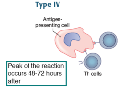 <p>Cell mediated, delayed reaction; sensitized helper T cells recognize antigens directly (WITHOUT HELP FROM ANTIBODIES)</p><p>Example: TB skin test</p>