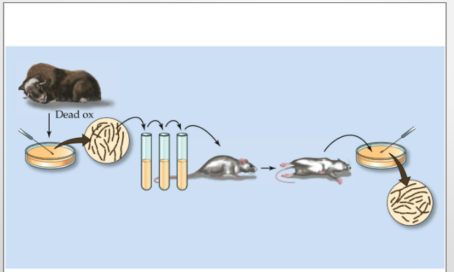 <p>Present in all cases of the disease.</p><p>Isolate the microorganism from the diseased host and grow it in pure culture.</p><p>Inoculate a healthy host → it develops the same disease.</p><p>Re-isolate the same microorganism from the newly infected host.</p><p>Memory trick: P → I → I → R</p><p>Present → Isolate → Inoculate → Re-isolate</p>