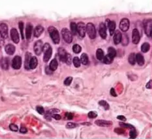 <p>Function of <strong>stratified columnar epithelium</strong></p>
