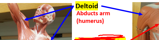 <p><strong>Insertion: </strong>Deltoid tuberosity of humerus.<strong><br>Action: </strong>Abducts arm.</p><p><span style="color: rgb(213, 7, 7);"><strong>Antagonist: </strong></span><span style="color: rgb(248, 248, 248);">Pectoralis major.</span></p>