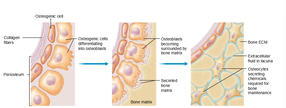 <p>Osteoblasts and Osteocytes</p>