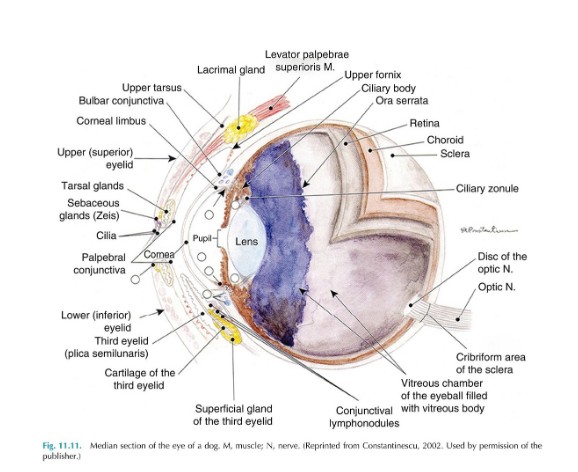 <p>What are the three layers of the eyeball</p>
