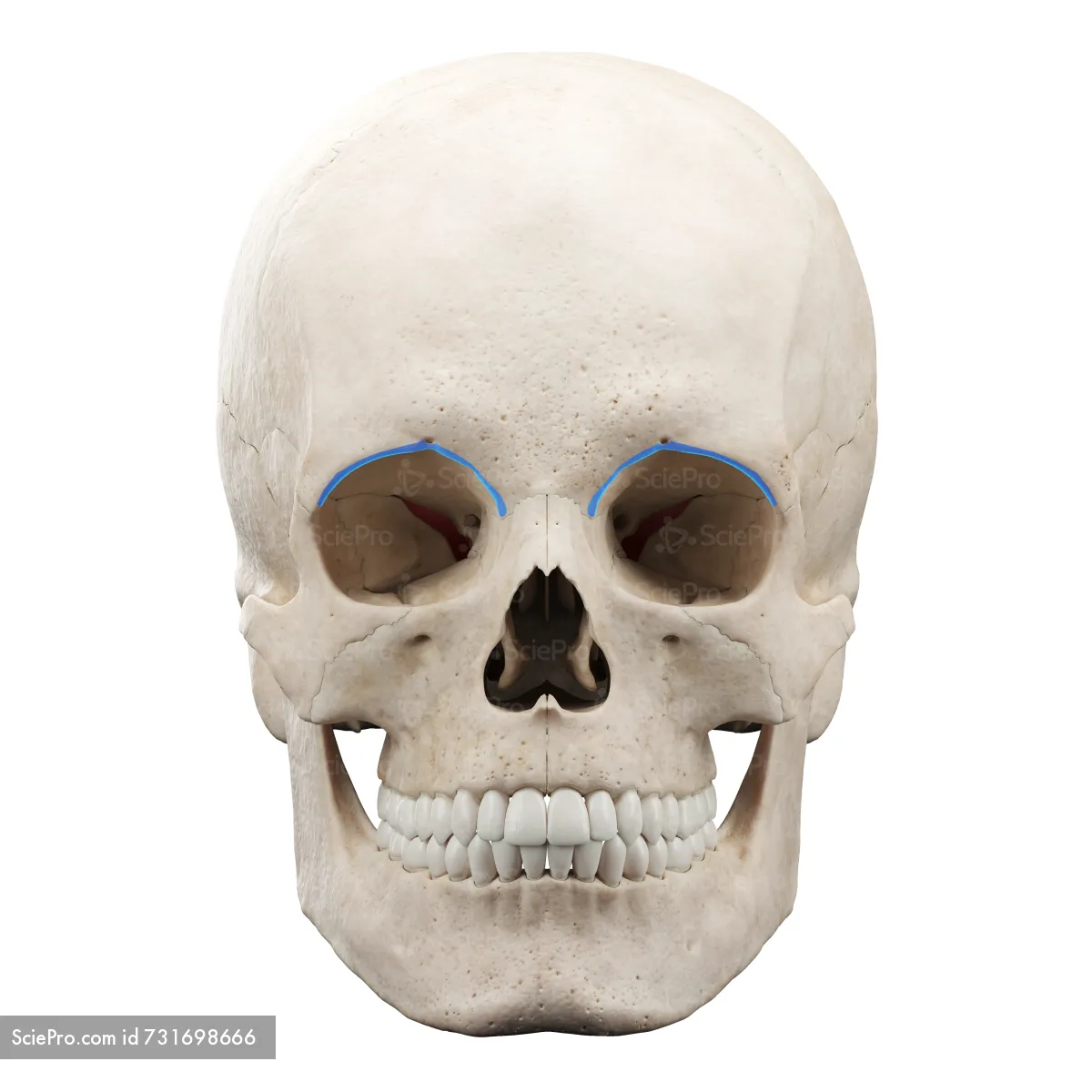 knowt flashcard image