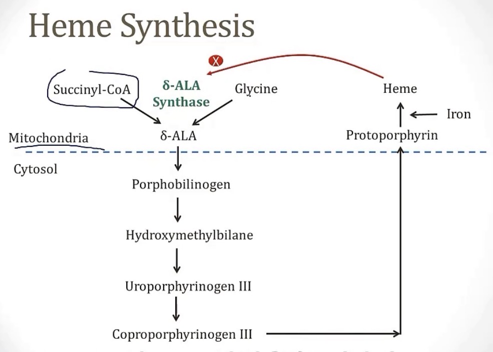 <p>-mitochondria; succinyl CoA and glycine; delta-ALA synthase</p><p>-mitochondria</p>