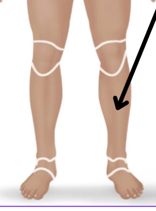 <p>Medical term, region, anteiror/posterior?</p>