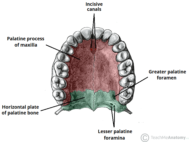 <p>Palate</p>