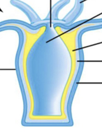 <p>Phylum, body form, arrows</p>