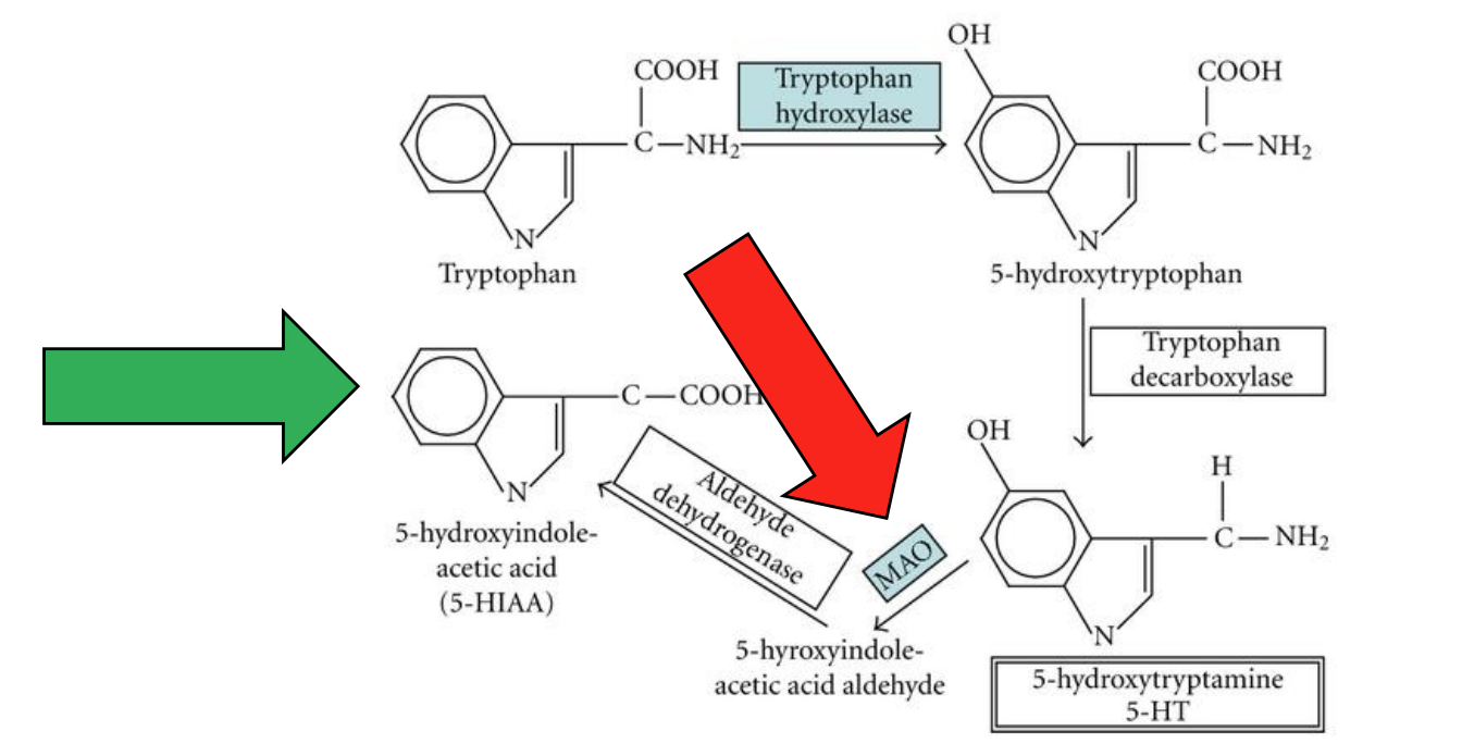 <ul><li><p>Metabolized by <span style="color: red;"><strong>monoamine oxidase (MAO)</strong></span>, final product is <strong>5- hydroxyindoleacetic acid (5-HIAA)</strong></p><ul><li><p><span style="color: red;">MAO </span>inhibitors are also used to treat depression</p></li><li><p><span style="color: green;">5-HIAA </span>used as a surrogate measure of 5-HT</p></li></ul></li></ul><div data-type="horizontalRule"><hr></div><ul><li><p>monoamine inhibitors may cause anti-depression effects</p></li><li><p>5-HIAA is a metabolite measured as index of overall serotonergic function (often this case)</p></li></ul><p></p>