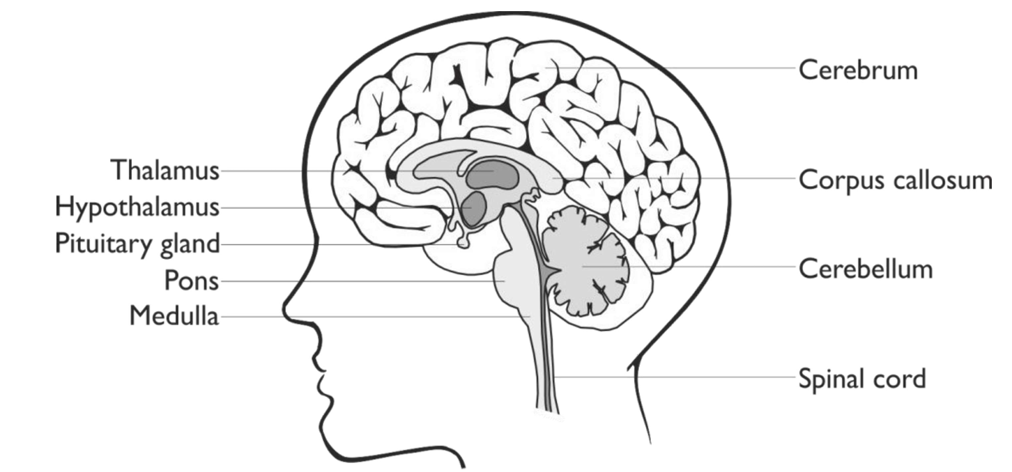 <p>What is the location & function of the cerebrum? </p>
