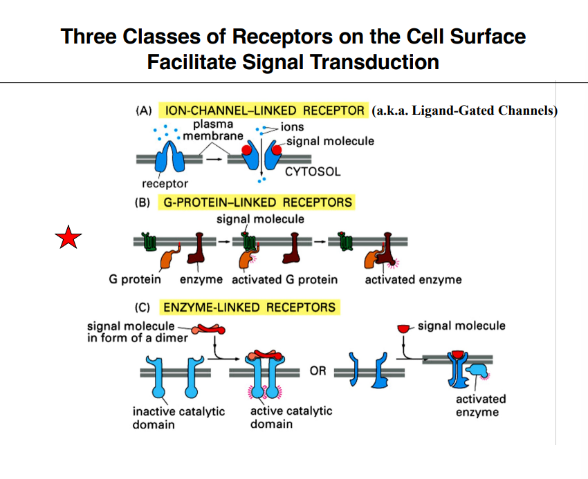 <p><span style="background-color: transparent;"><strong>Three Classes of Cell-Surface Receptors</strong></span></p>