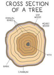 <p>secondary xylem</p><p>(cells inside the vascular cambium = secondary xylem)</p>