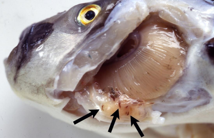 <p>Uitwendige parasieten bvb. Op vissen, kikkers</p>