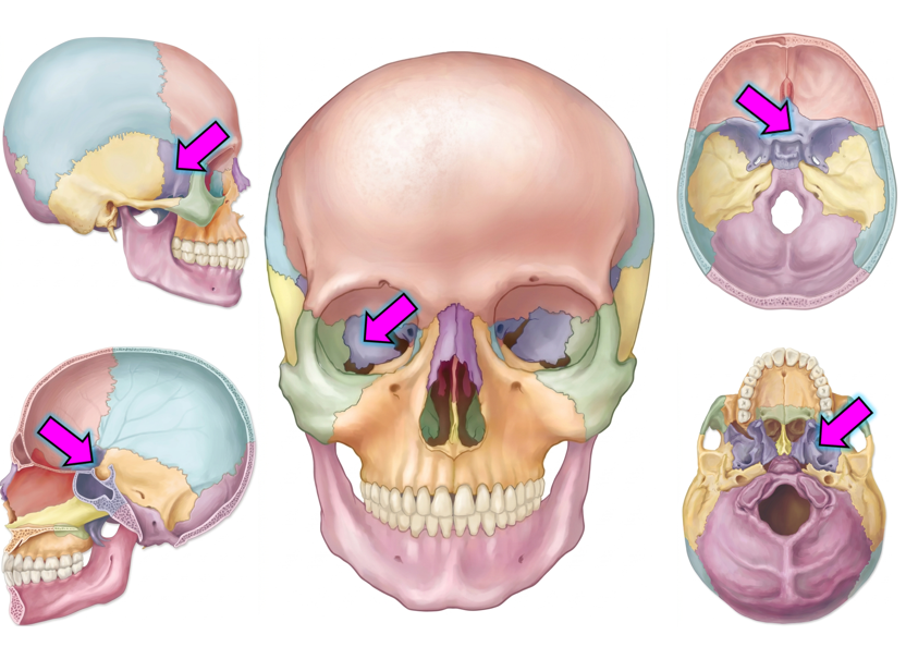 <p>Cranial</p>