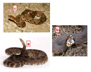 <p>Snake B is a _________.</p>