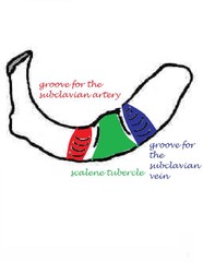 <p>anterior rib</p>
