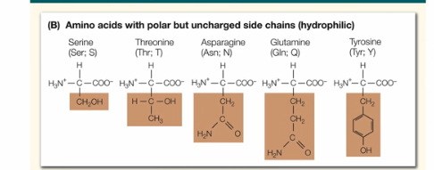 <p>What are the characteristics of mildly hydrophilic aa?</p>