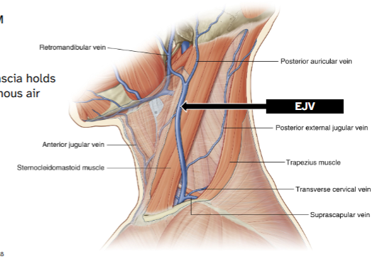 <p>Formed by union of posterior division of retromandibular vein and posterior auricular vein</p><p>Runs vertically superficial to SCM</p><p>Drains into subclavian</p>
