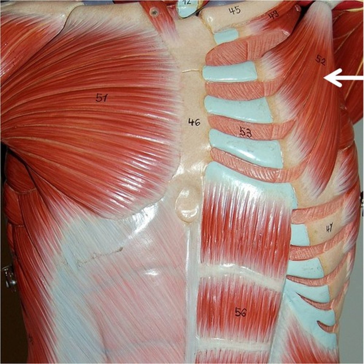 <p>Elevates 3rd-5th ribs during forced inspiration</p>