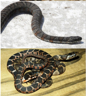 <p>Family: Natricidae</p><p>Location: All of KS/sparse in west</p><p>ID: <span style="font-size: calc(var(--scale-factor)*23.79px);">Back: Gray/Brown, Dorsal & Side Blotches Banded; </span><span style="font-size: calc(var(--scale-factor)*23.81px);">Belly: “Marked” Cream/Yellow with Half-moons; divided anal plate; strongly keeled scales; head is large and has light colored supra labials</span></p><p><span style="font-size: calc(var(--scale-factor)*23.81px);">Life/History: generalists; diurnal basker nocturnal forager; live birth</span></p>