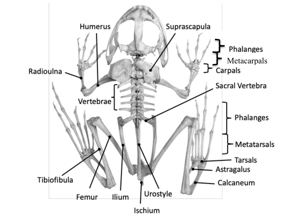 <p>Suprascapula, radioulna, urostyle, tibiofibula</p>