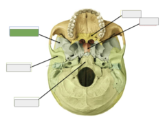 <p>Inferior view: this is the</p>